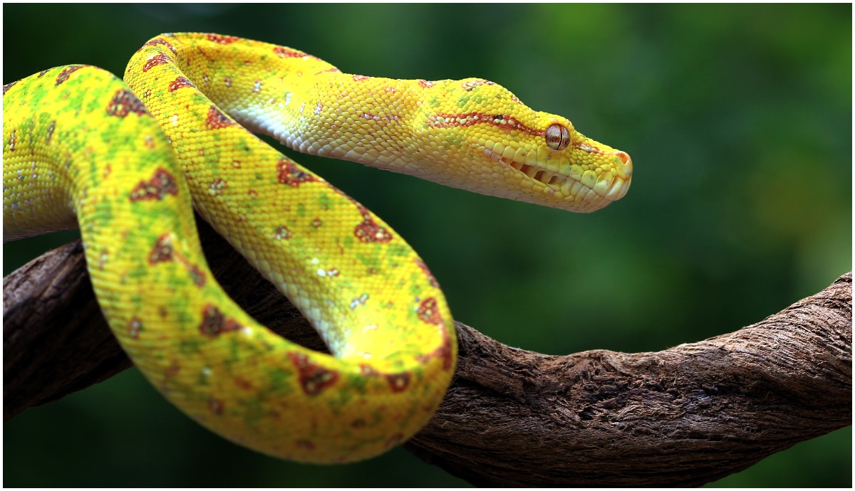 Lanzan el Python Bowl, un concurso de captura de pitones en Florida